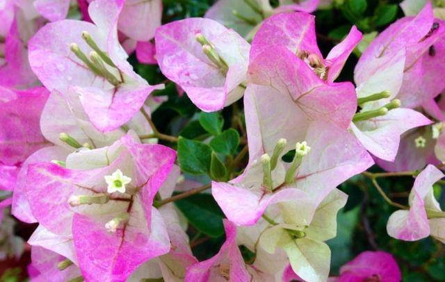 『修剪』开花多，花期长三角梅整年不开花？做好1个前提来“诱”花