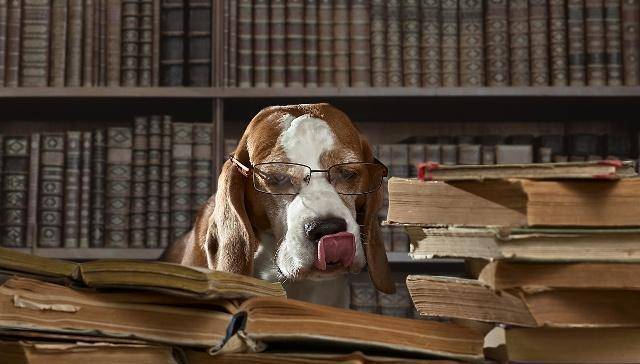 怎么看小狗狗聪不聪明呢 d8fae285f4154c28918602dd76d3479b.jpeg