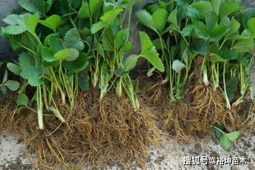 现在能种植的水果苗 aab7fa0d9a3f4f1489b5ef44eb641662.jpeg