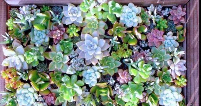 新手多肉叶插方法 bdf9973fea2841bca7e76423ca6ae31b.jpeg