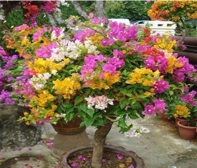 精品三角梅老桩盆栽 efe4c39b2b1842ae982d722bea390e5e.jpeg