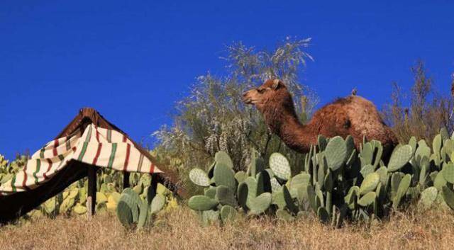 骆驼仙人掌沙漠图片猜成语_沙漠骆驼仙人掌图片