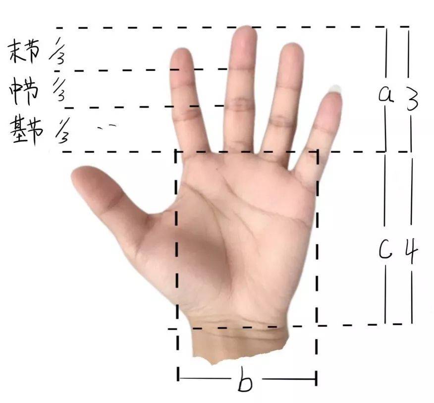 申少解读 手部结构解剖分析与讲解_手指