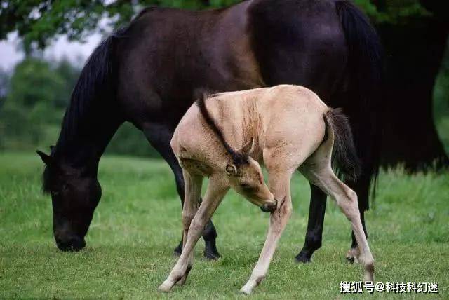 则是因为生殖隔离同样导致了这些后代并没有连续繁殖出新的后代个体