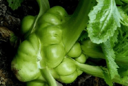 胡萝卜叶子怎么吃好吃 b507cdc703a14257a6f325ebc305a038.png