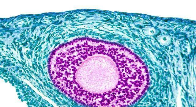 什么时候检测卵泡大小 b7c3f8ffa00d4a6aa99709eb142e78c9.jpeg