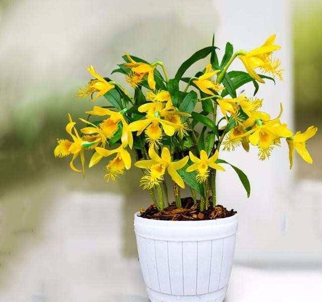 花卉排名_花卉线描