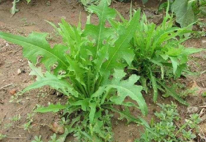 蒲公英的吃法大全集 dcd3dbe115f24edba116eb033f0151c0.jpeg