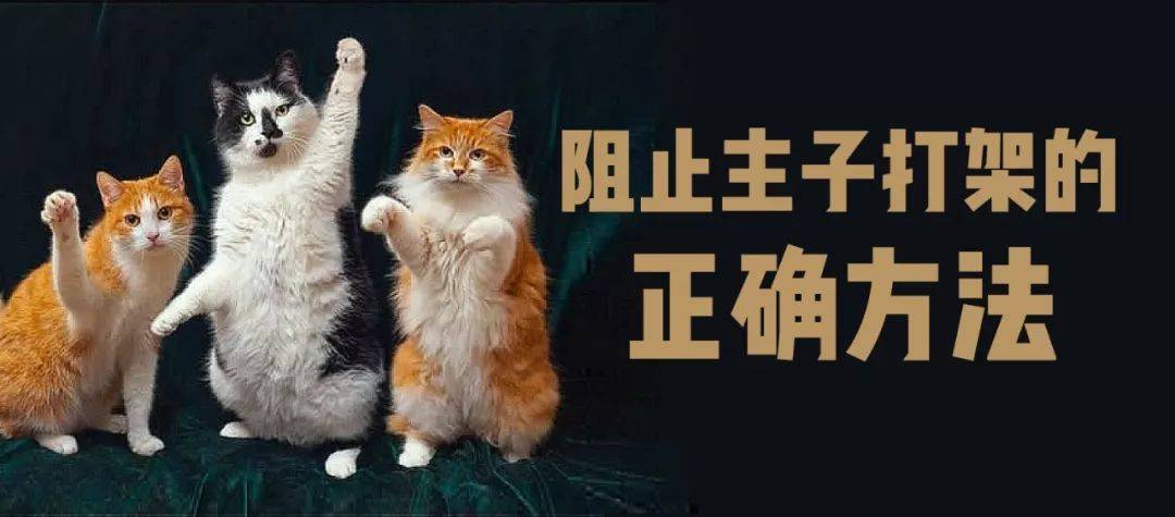 两只猫老打架怎么办