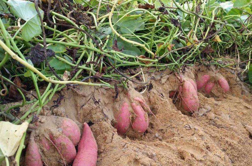 种植红薯常见的3种病害,附病害的症状和预防措施