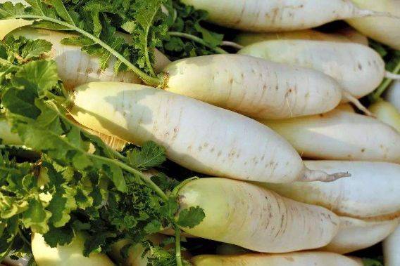 冬天为什么要吃萝卜？营养师：比吃药还强，身体收获3个好处