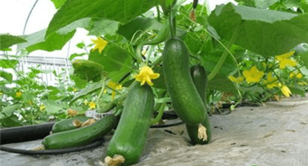 如何种植黄瓜籽 c66d3d3002844784a700372a058138e2.png