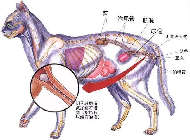 繁育人要知道的:猫的泌尿系统解剖结构