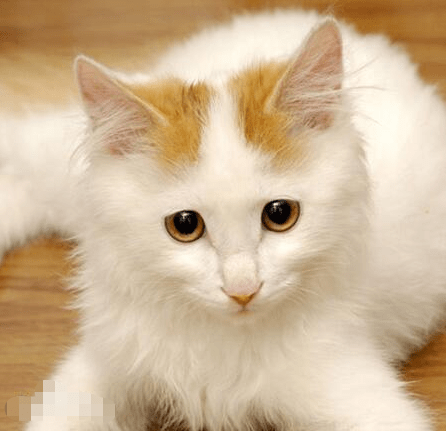 土耳其梵猫产于土耳其,它的 叫声甜美,性格聪明,喜欢玩耍,攀爬.