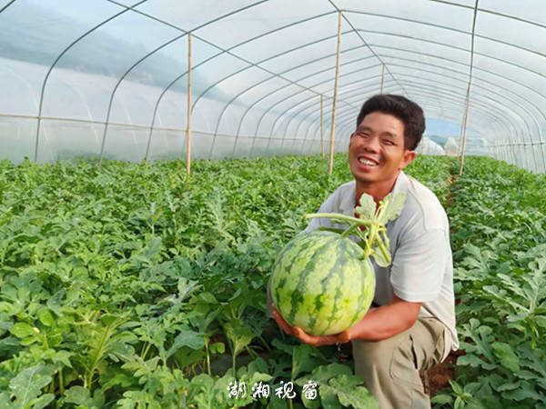 走进江华瑶族自治县白芒营镇牛趾田村花地湾自然村杨家进的西瓜种植