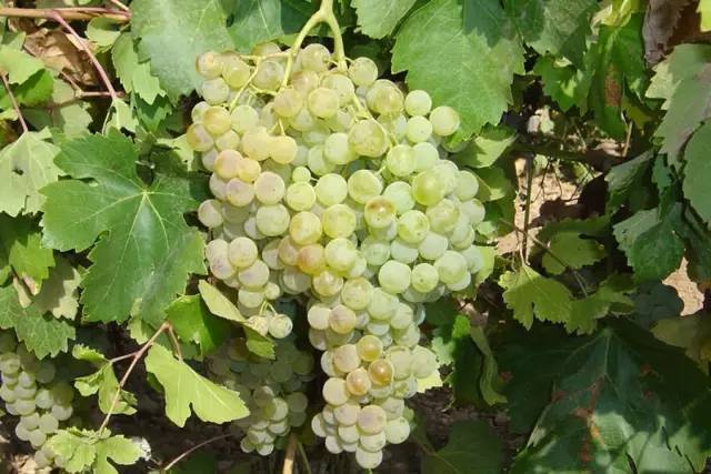 阿依伦葡萄品种
