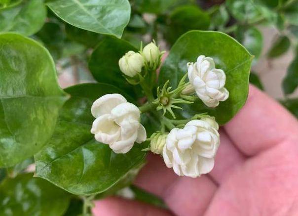 盆栽绣球花茉莉花植株开花少去厨房找它制肥料轻松搞定