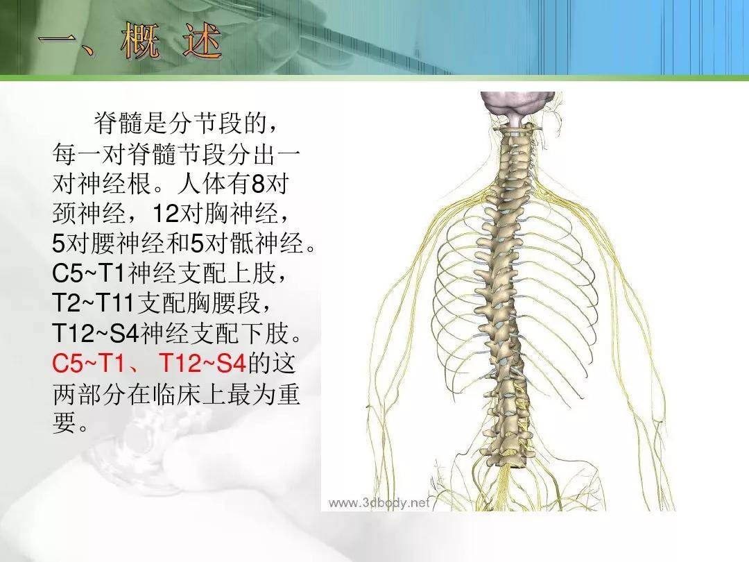 肩胛最下端水平连线是胸七;第十二肋骨起点是胸十二;第十二肋骨端水平