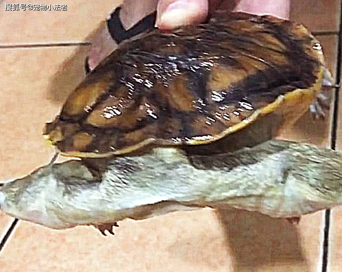 原创这种稀有的乌龟你见过吗它长着2个脑袋被人称为双头龟