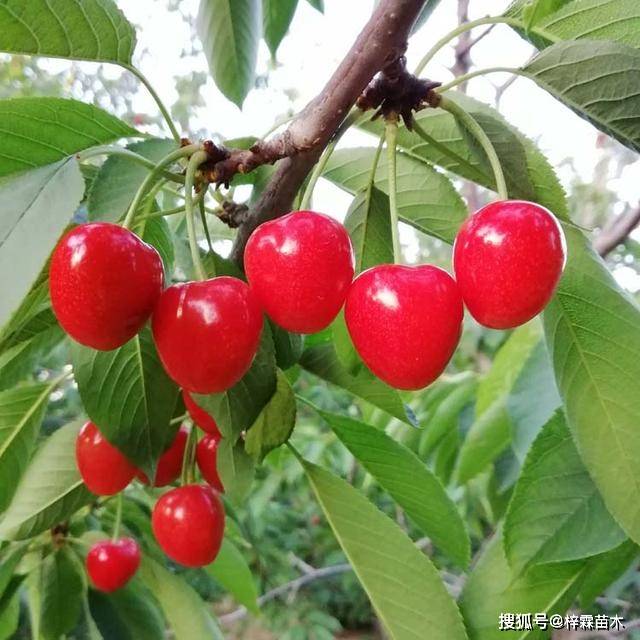 如何挑选大樱桃最好 c4f5146a6dfd414eaec53ccf5be9af15.jpeg