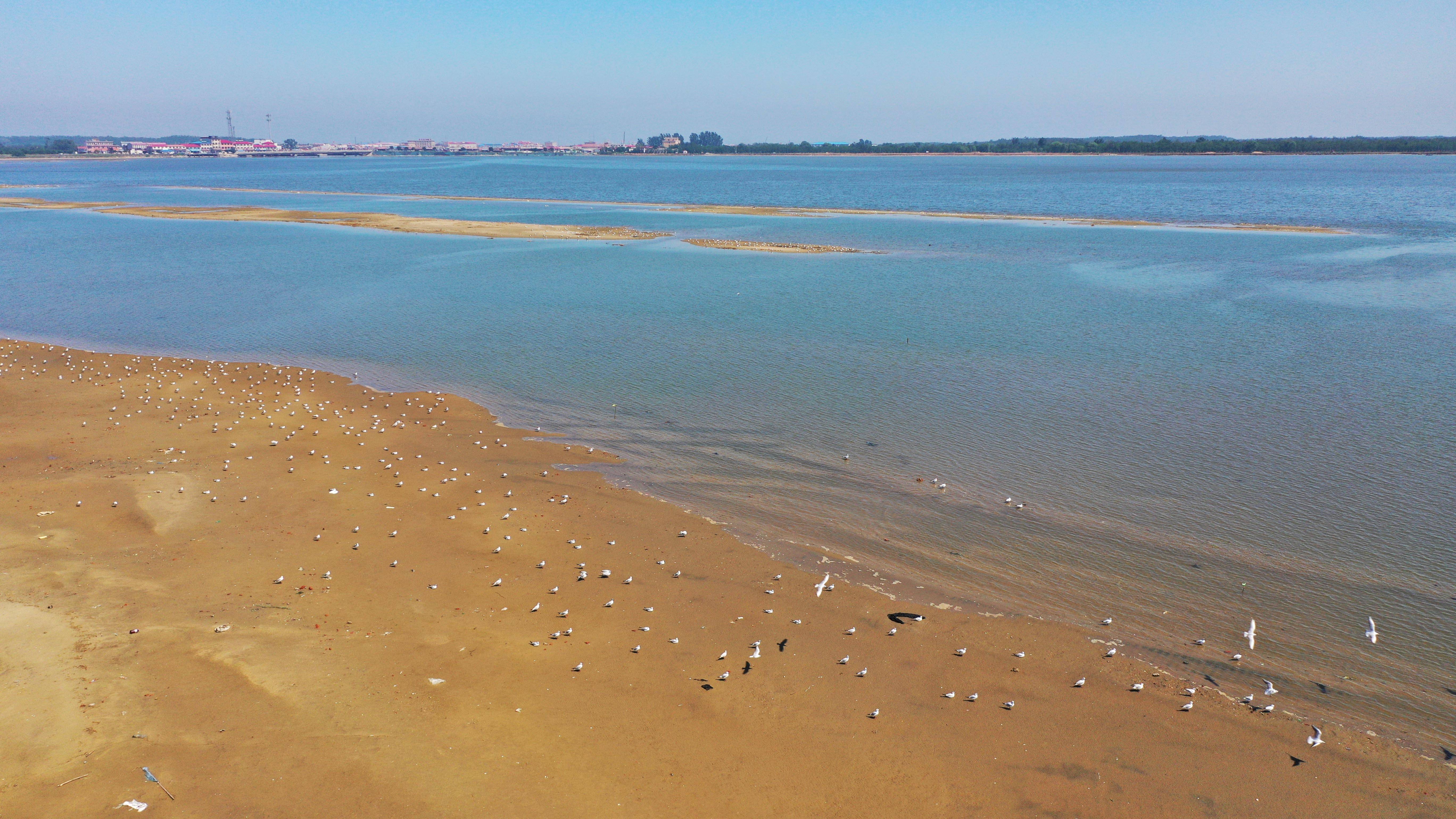 工人在河北省秦皇岛市北戴河新区七里海潟湖湿地进行生态修复作业.