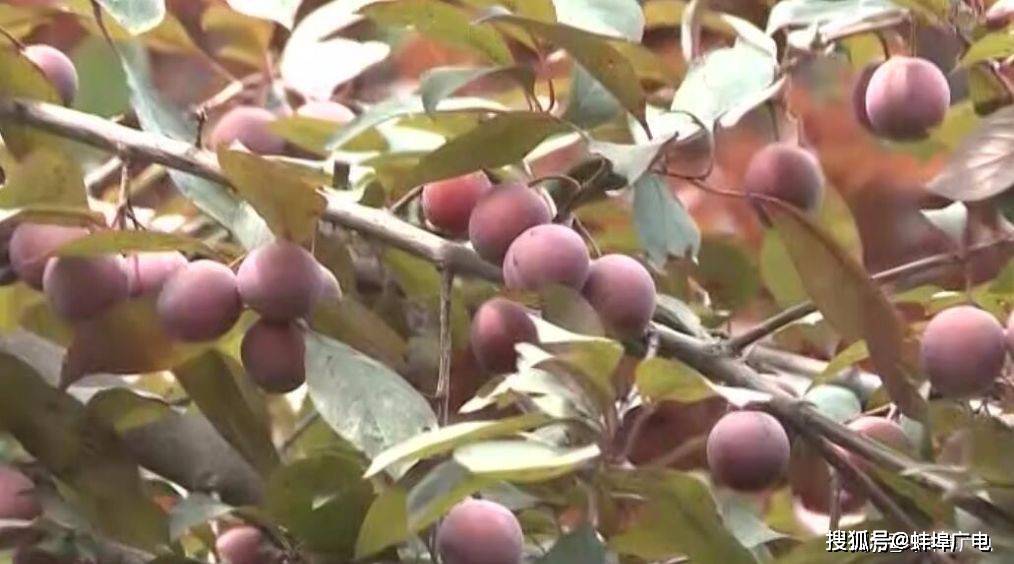 春天撞脸樱花夏天果实诱人