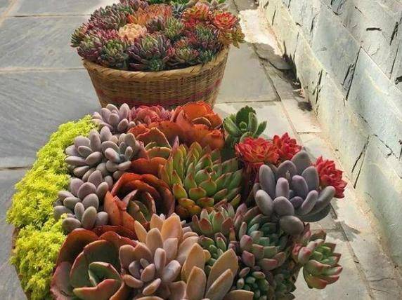 多肉怎么养才能爆盆新手小技巧 95a76be1e4eb478d8ff3ab085d48a468.jpeg