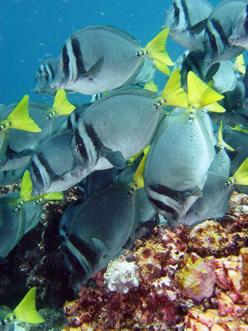 《黄尾刺尾鱼-yellowtail surgeonfish》