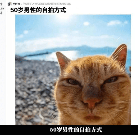 打雷猫咪害怕 2f5ca02a682e4b48b715a8803e15e7cf.png