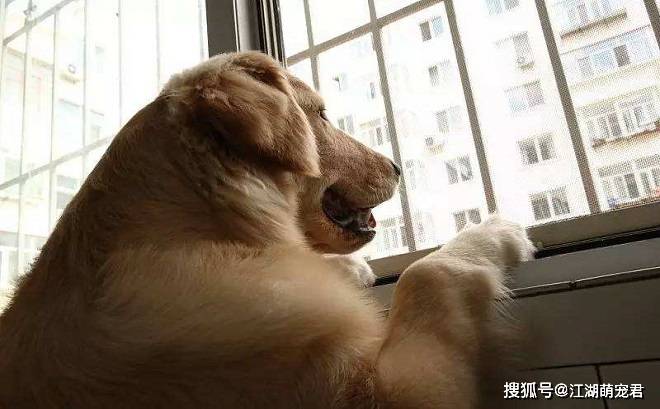 给狗狗接生需要做什么工作 8b4fafbb30a641739d1afb795e3f6037.jpeg