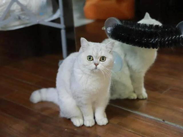 怎么看小猫咪品相 e69d347b7ef34ed394293a333c0bdf4f.jpeg