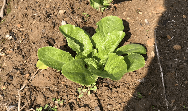 如何种植大白菜的方法 f7acfe4843df4a6aa62bb160ee100f78.png