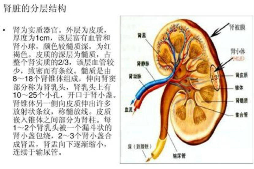 精彩解剖 肾脏,输尿管,膀胱,肾上腺,前列腺