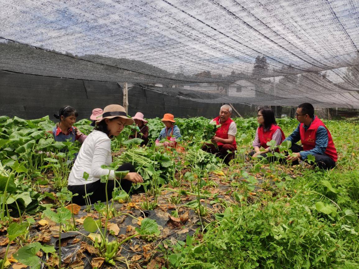 海棠洼社区山葵种植基地