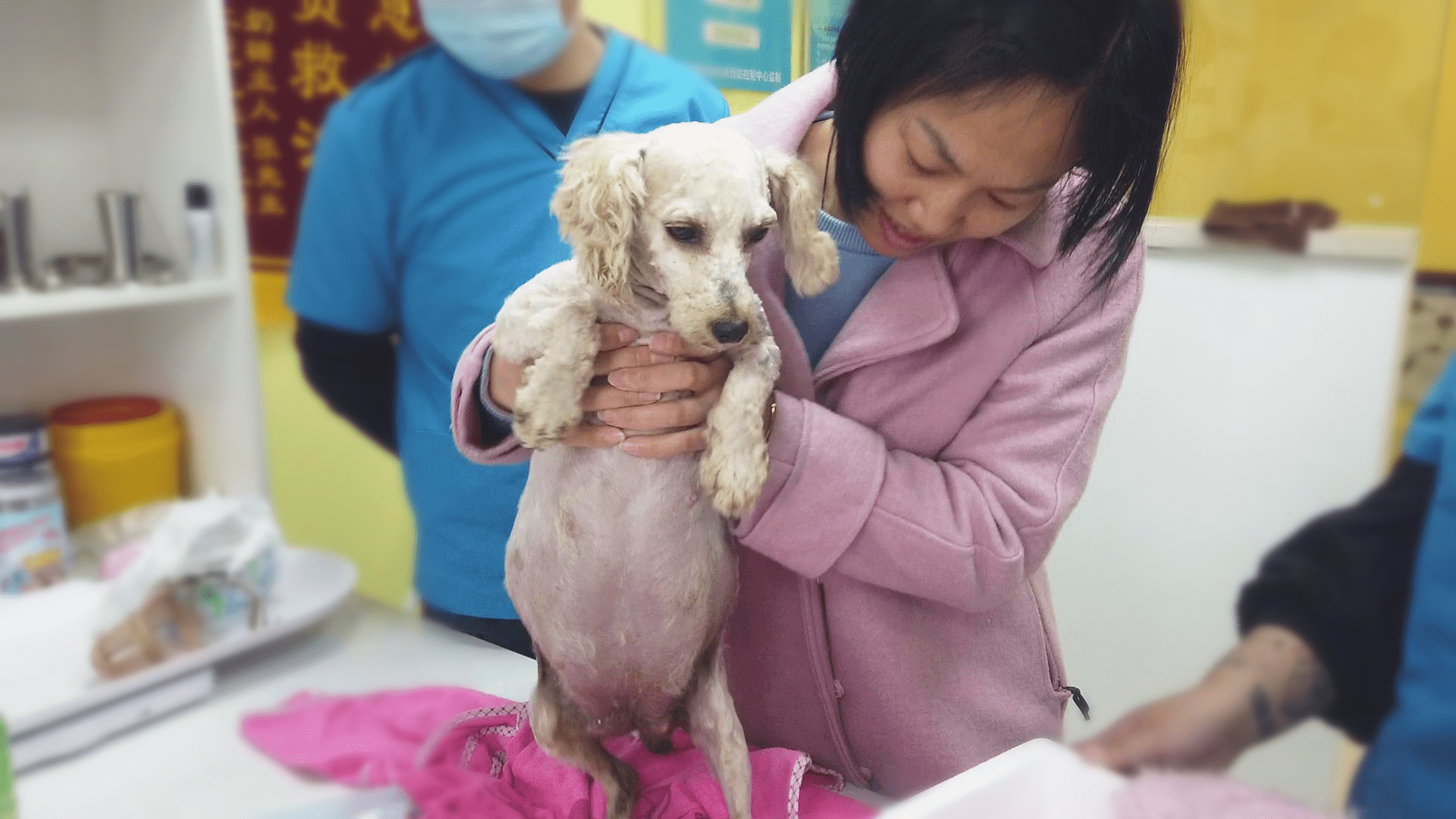 孕狗屁屁上长了个泡,来医院检查却发现需要剖腹产