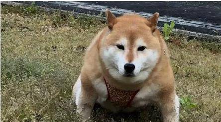 狗为啥不喜欢穿衣服 77997c4d74b449aab09dfed39dedd4c0.jpeg