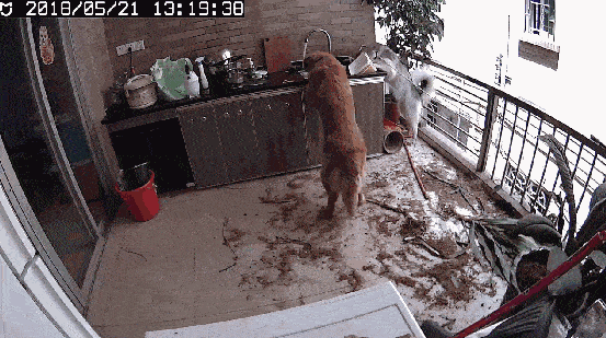 别人养的金毛犬是暖男为什么自己养的却成了哈士奇