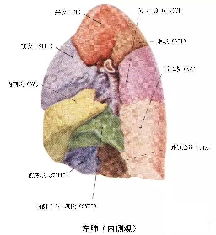 s7:内基底段,s8:前基底段,s9:外基底段,s10:后基底段】  左肺 上叶