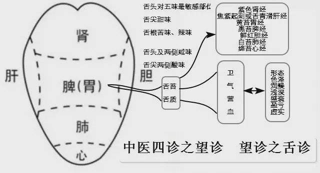 舌尖是心肺的反射区,舌中是脾胃反射区,舌根是肾反射区,舌两侧则是