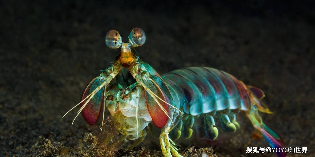 雀尾螳螂虾还有一对通天之眼,能看到另一个世界,雀尾螳螂虾有两只