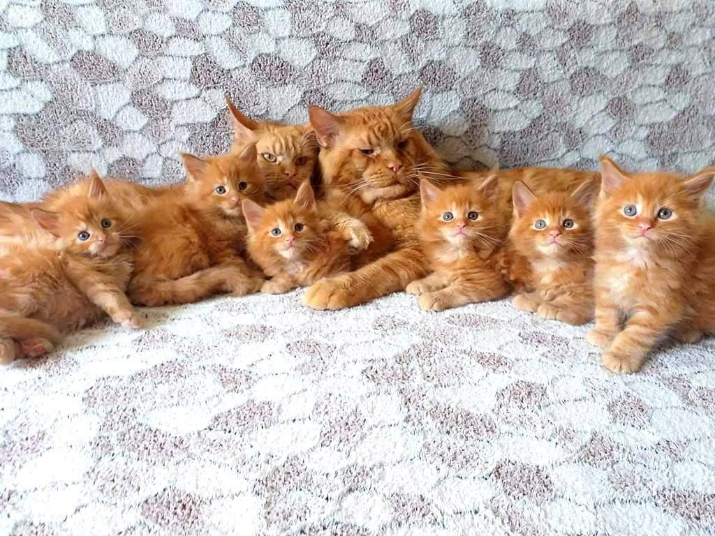猫一窝可以生几只小猫崽(猫咪一般生几只小猫崽子)-蓬莱百科网