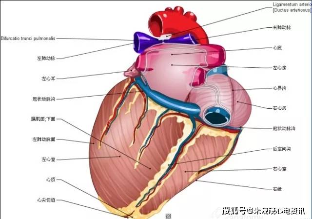 明明白白我的心心脏解剖图