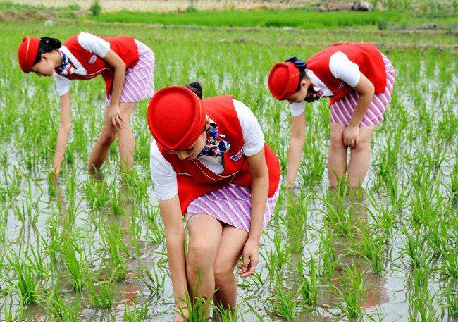 青岛空姐穿制服体验下地插秧网友直呼辣眼睛