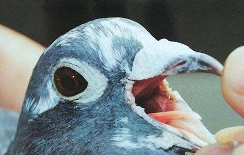 鸽子念珠菌病的症状和毛滴虫与鸽痘的区分