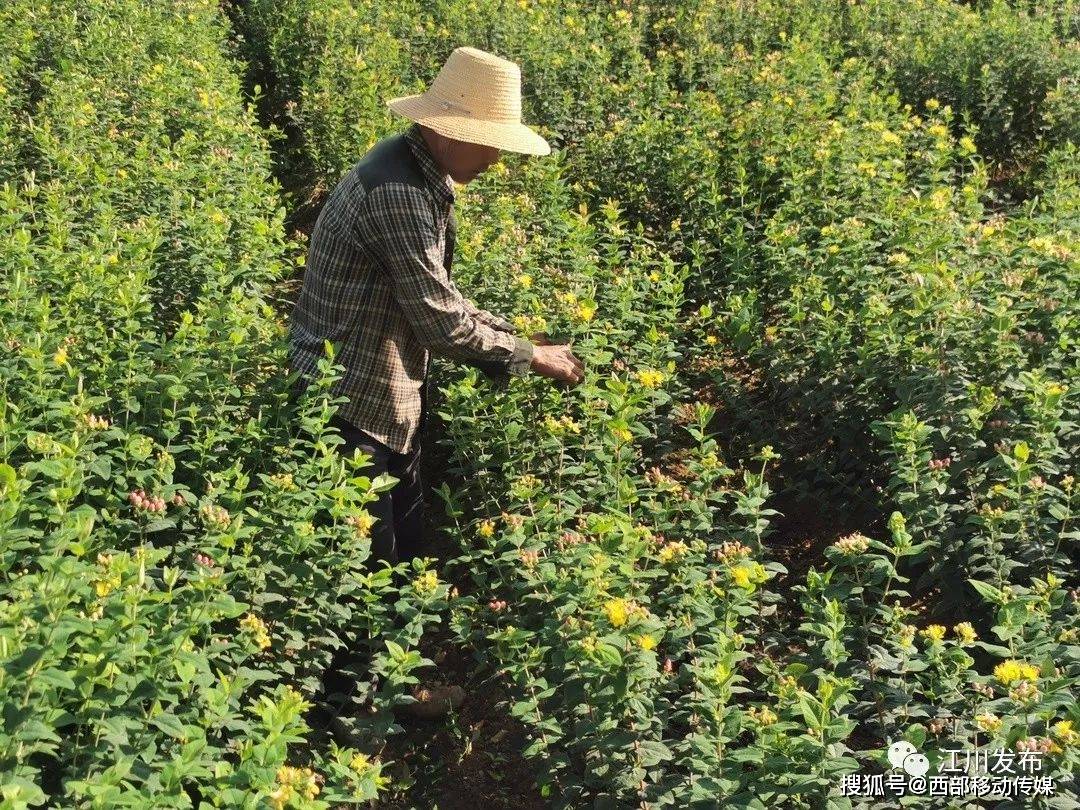 江川农户种植火龙珠走出致富路