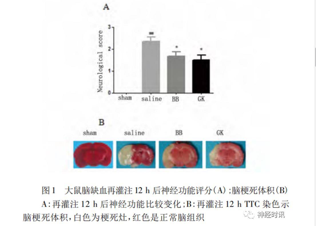 银杏内酯和白果内酯对大鼠脑缺血再灌注损伤后vegf的表达的影响