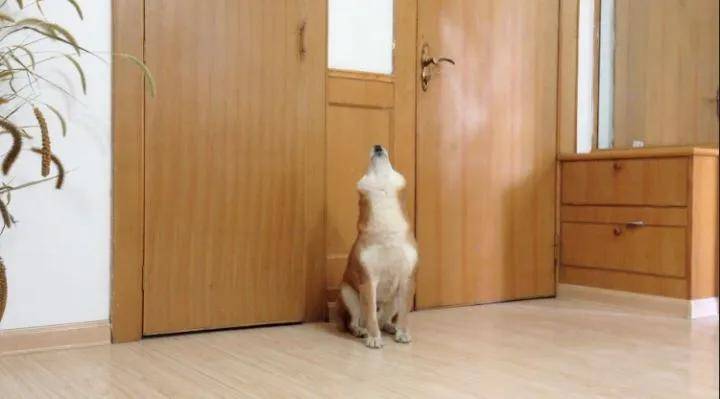 狗狗独自在家都干了些什么？