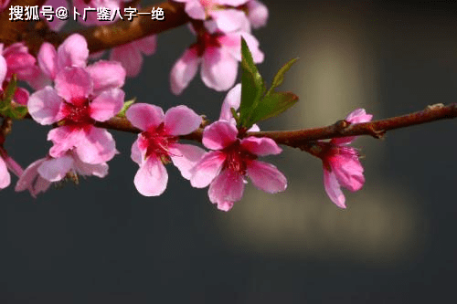 什么是正缘桃花年份 79f9cf45f91844099ceda7a45f43d351.png
