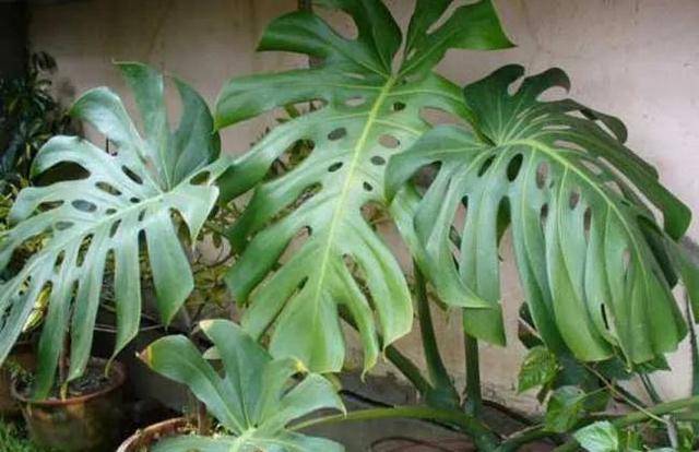 龟背竹怎样能快速开背 c33526e3c7dd4c3db993059df6bc1bdd.jpeg