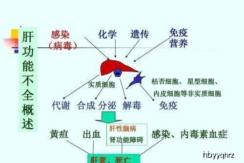 肝功能gdp_肝功能化验单